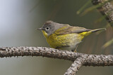 Image. Nashville Warbler
