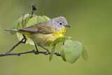 Image. Nashville Warbler