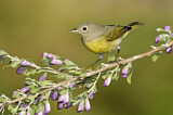 Image. Nashville Warbler