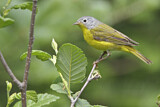 Image. Nashville Warbler