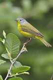 Image. Nashville Warbler