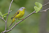Image. Nashville Warbler