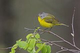 Image. Nashville Warbler