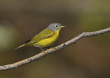 Image. Nashville Warbler