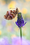 Image. Natterwurz-Perlmutterfalter