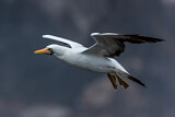 Image. Nazca Booby