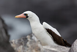 Image. Nazca Booby
