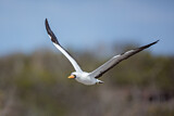 Image. Nazca Booby