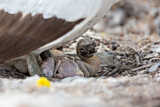 Image. Nazca Booby