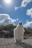 Image. Nazca Booby