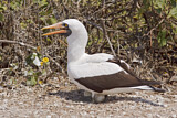 Image. Nazca Booby