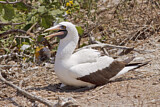 Image. Nazca Booby