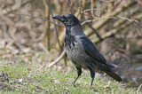 Image. Nebelkrähe