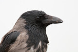 Image. Nebelkrähe