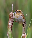 Image. Nelson's Sparrow