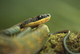 Image. Neotropical Bird-Eating Snake