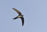 Image. Neotropical Palm Swift