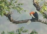 Image. Nepalhornvogel