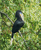 Image. Nepalhornvogel