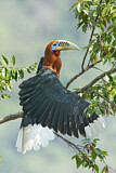 Image. Nepalhornvogel