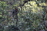 Image. Nepalhornvogel