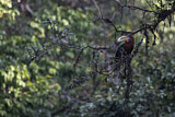 Image. Nepalhornvogel