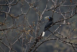 Image. Nepalhornvogel