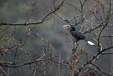 Image. Nepalhornvogel