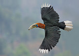Image. Nepalhornvogel
