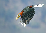 Image. Nepalhornvogel
