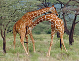 Image. Netzgiraffe
