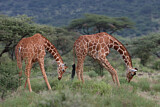 Image. Netzgiraffe