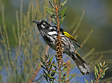 Image. New Holland Honeyeater