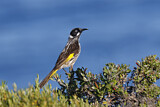 Image. New Holland Honeyeater