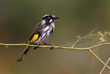 Image. New Holland Honeyeater