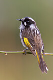 Image. New Holland Honeyeater