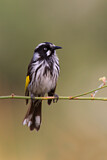 Image. New Holland Honeyeater