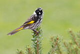 Image. New Holland Honeyeater