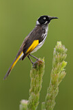 Image. New Holland Honeyeater