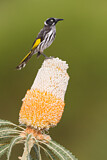 Image. New Holland Honeyeater