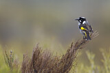 Image. New Holland Honeyeater