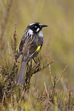 Image. New Holland Honeyeater