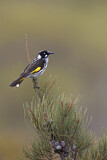 Image. New Holland Honeyeater