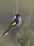 Image. New Holland Honeyeater