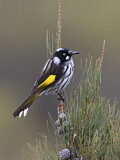 Image. New Holland Honeyeater