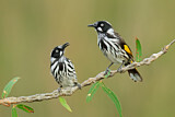 Image. New Holland Honeyeater