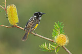 Image. New Holland Honeyeater