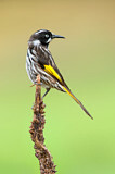 Image. New Holland Honeyeater