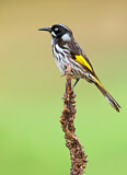 Image. New Holland Honeyeater