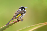 Image. New Holland Honeyeater